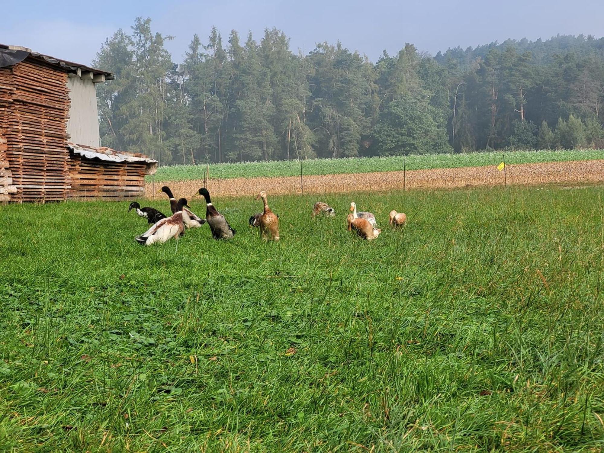 Ferienwohnung Wiesenhof Neuhof an der Zenn Exteriér fotografie