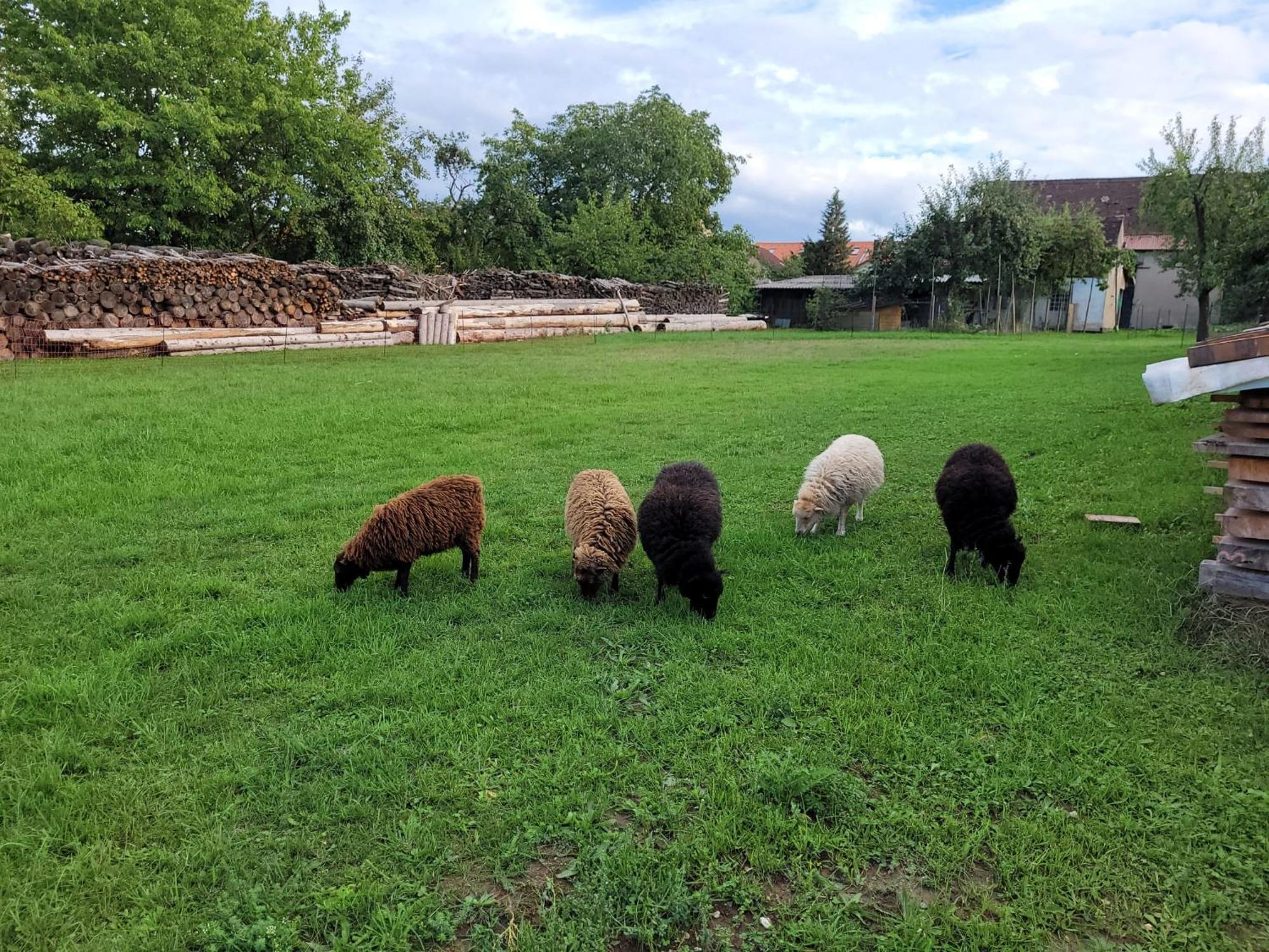 Ferienwohnung Wiesenhof Neuhof an der Zenn Exteriér fotografie