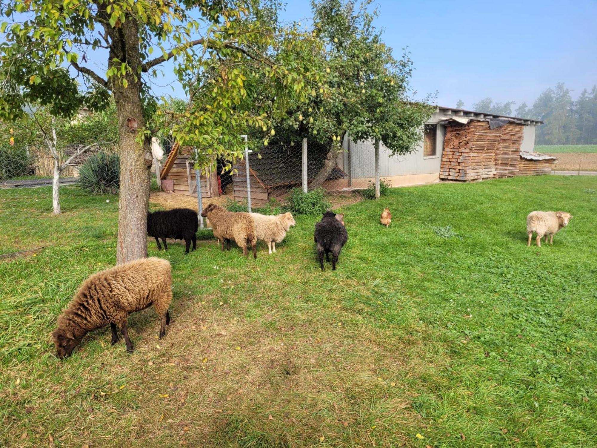 Ferienwohnung Wiesenhof Neuhof an der Zenn Exteriér fotografie